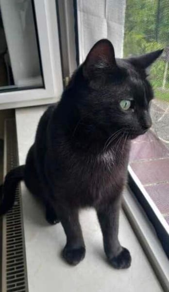 Billy der kleine Charmeur