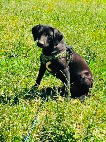 Labrador Mix Chuchi