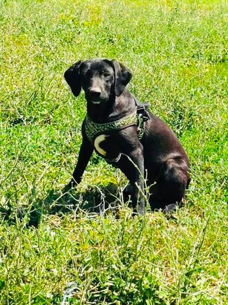 Labrador Mix Chuchi