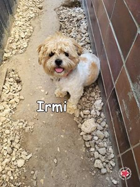 IRMI