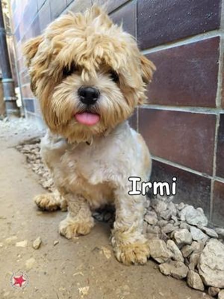 IRMI