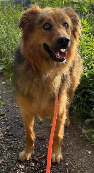 Mogli der liebe Schmuser in Grafrath 82284