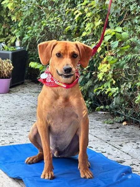 Buddy verliert leider unverschuldet sein Zuhause