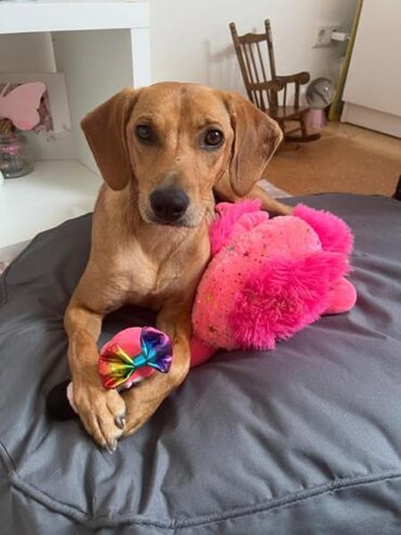 Buddy verliert leider unverschuldet sein Zuhause