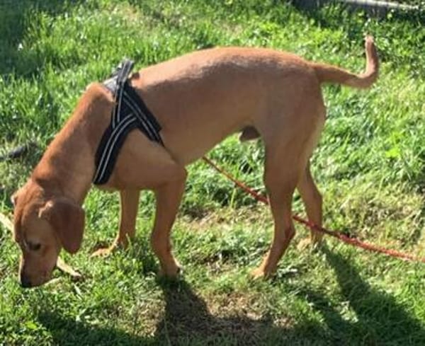 Buddy verliert leider unverschuldet sein Zuhause