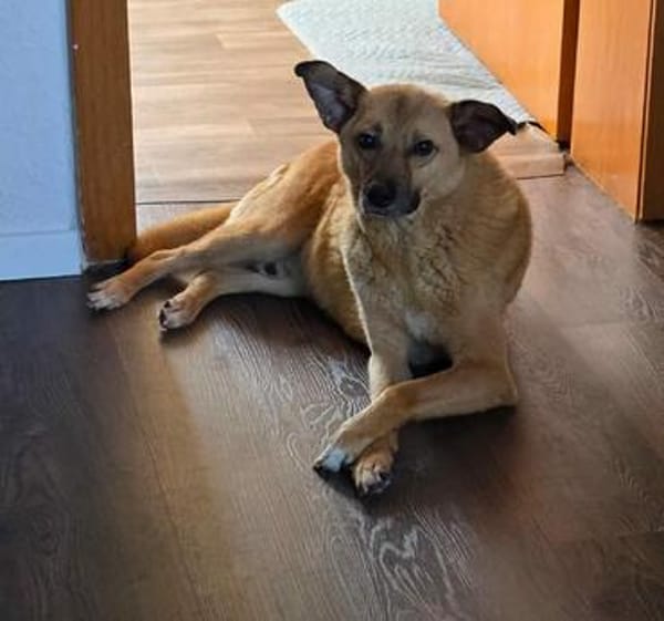 Kaito - Mr. Charming Dog