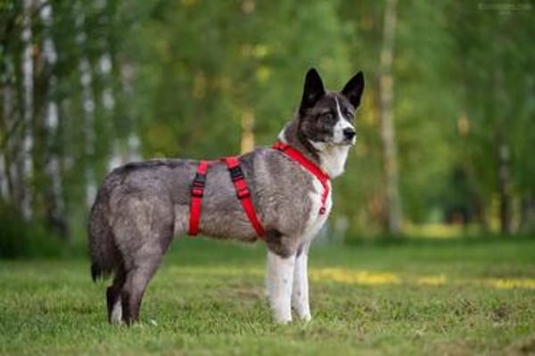 Aufmerksame MAYA sucht treue Menschen