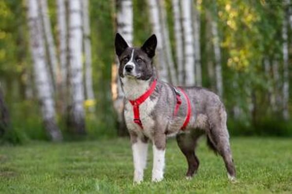 Aufmerksame MAYA sucht treue Menschen
