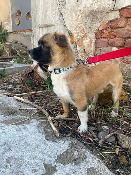 Süßbär sucht sein Zuhause