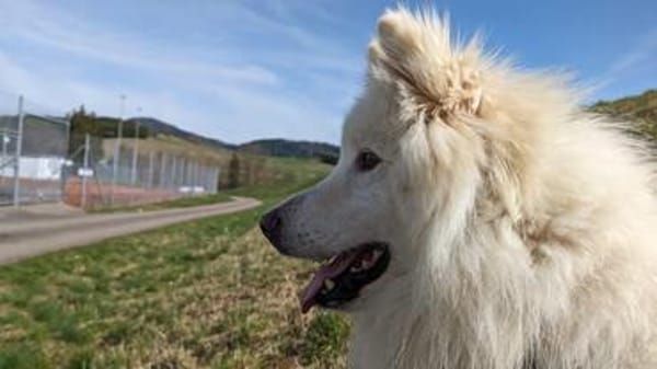 Wunderschöner Samojede sucht sein Glück