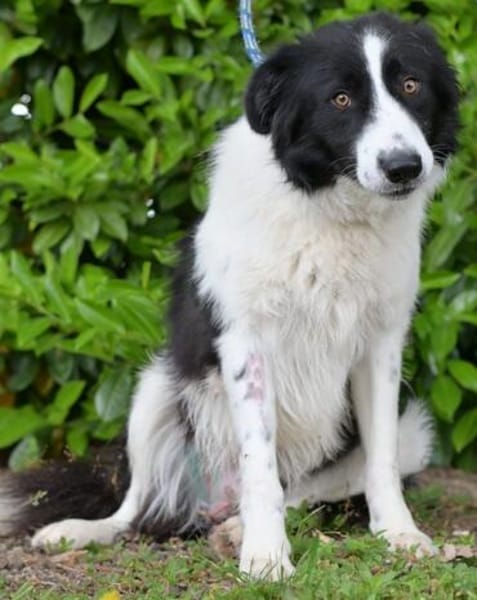 Hübscher Border Colliemischlingsrüde Milo