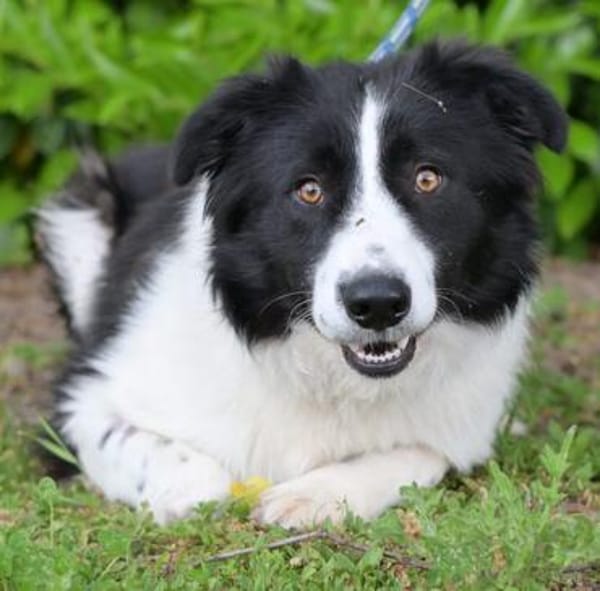 Hübscher Border Colliemischlingsrüde Milo