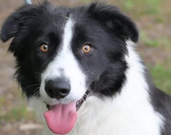 Hübscher Border Colliemischlingsrüde Milo