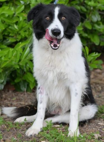Hübscher Border Colliemischlingsrüde Milo