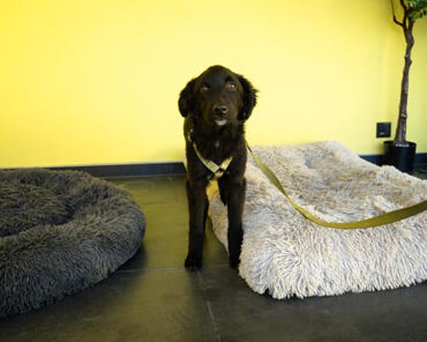 Bambo unser Herzenshund...