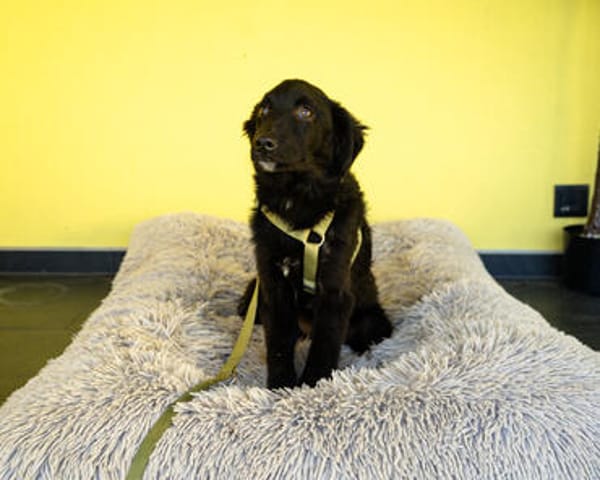 Bambo unser Herzenshund...
