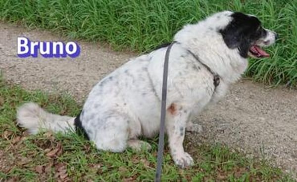 Bruno 2 - gemütlich, ruhig - Gnadenbrot