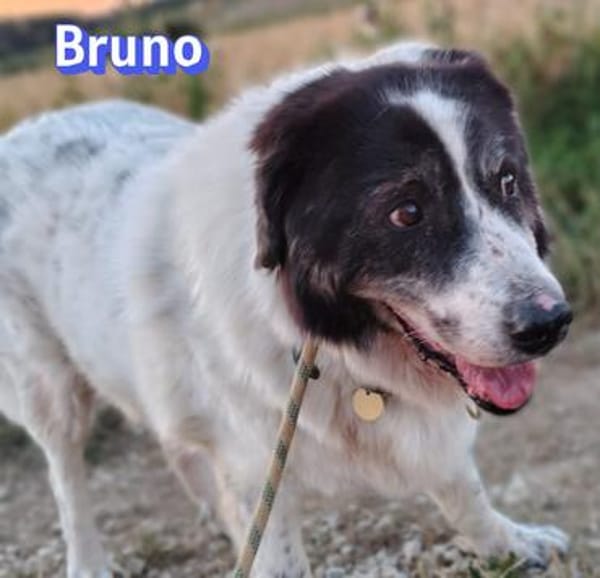 Bruno 2 - gemütlich, ruhig - Gnadenbrot