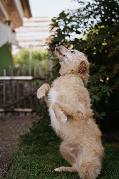Fritzi, vorsichtiges Kämpferherz, ca. 3