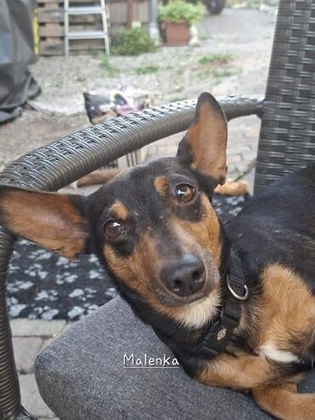 Kleine sanfte Marlenka auf Pflegestelle in 55278 Friesenheim