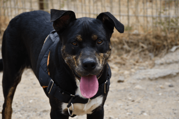 Willy (en cours d'adoption)