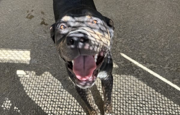 Willy (en cours d'adoption)