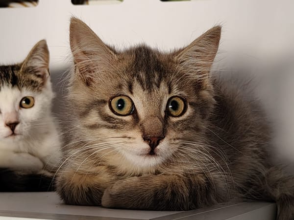 Tofu (réservée)