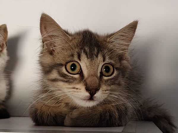 Tofu (réservée)