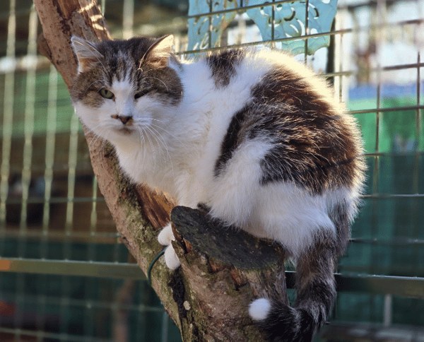 MINET