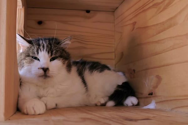 MINET