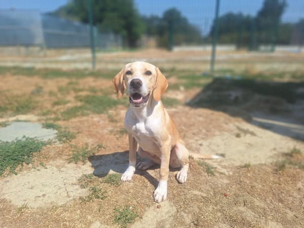 ABBY ( A TROUVE SA FAMILLE)