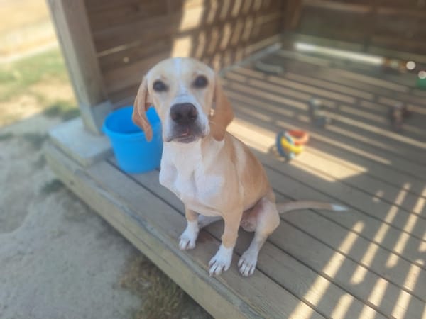 ABBY ( A TROUVE SA FAMILLE)