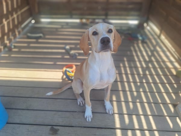 ABBY ( A TROUVE SA FAMILLE)