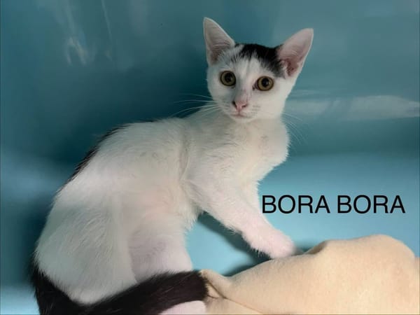 Bora-Bora