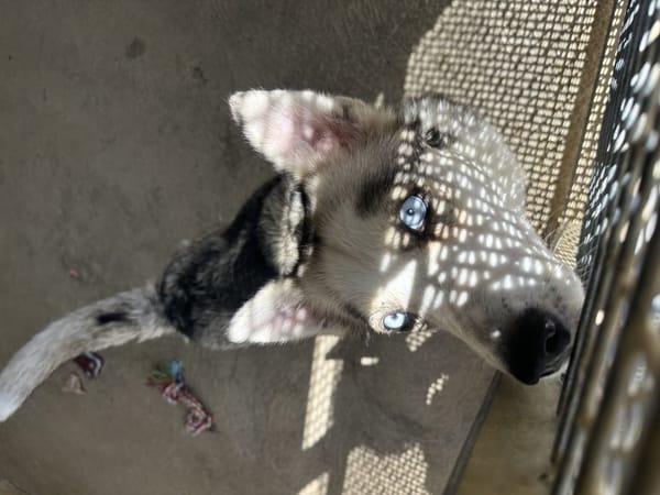 Lyna "en cours d'adoption"