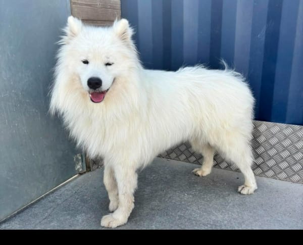 ASKO