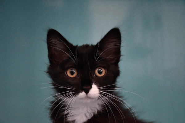 Sylia "en cours d'adoption"