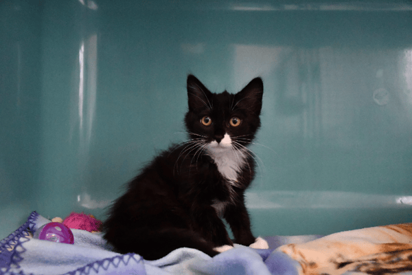Sylia "en cours d'adoption"