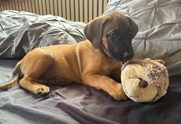 Kazoa, la boule d'énergie