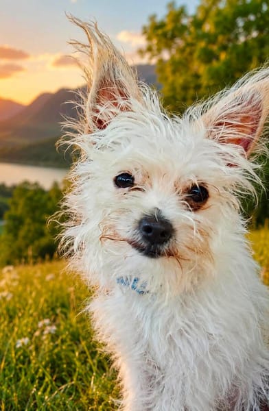 Molly, la jolie mini