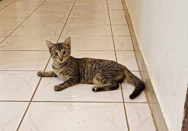 KATE, chaton femelle européen