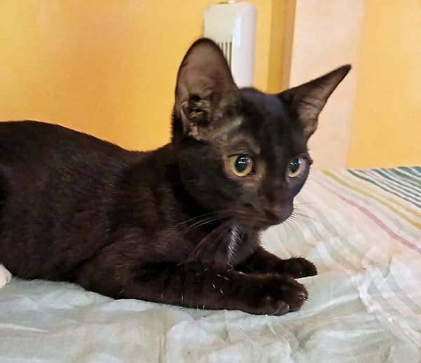 BLACKY, chaton mâle européen