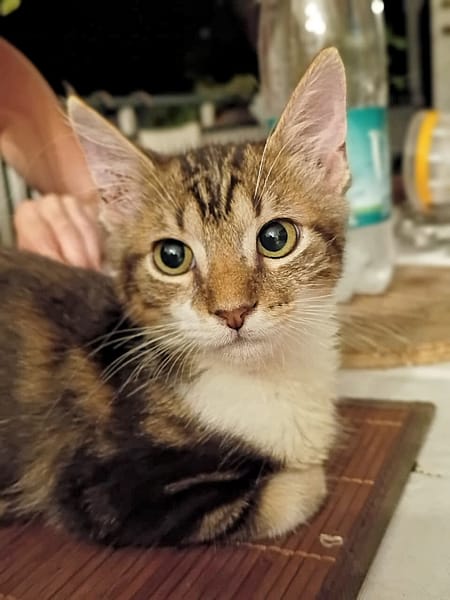 BARNABÉ, chaton type européen mâle