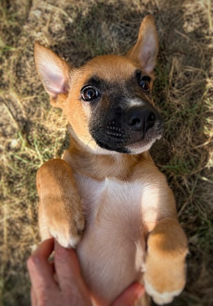 MARY, Chiot Femelle Berger Créole
