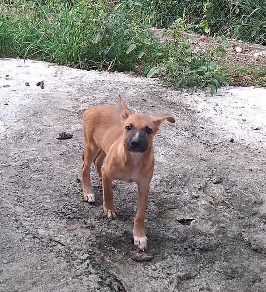 MARY, Chiot Femelle Berger Créole