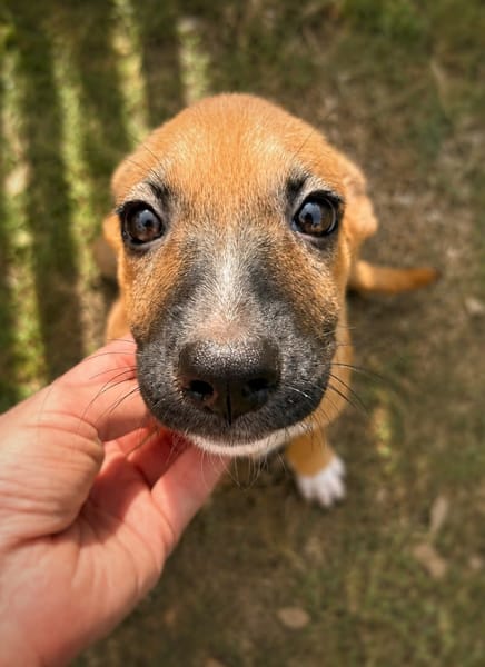 MARY, Chiot Femelle Berger Créole