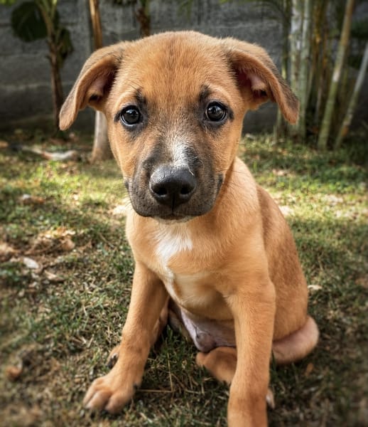 CHARLY, chiot mâle Berger Créole
