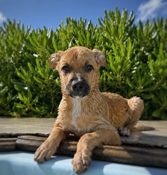 CHARLY, chiot mâle Berger Créole