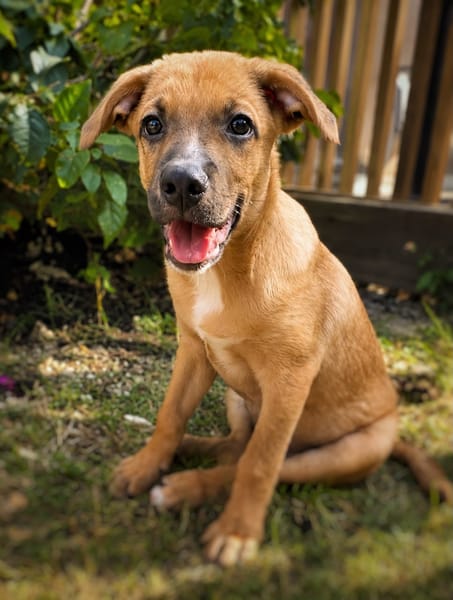 CHARLY, chiot mâle Berger Créole