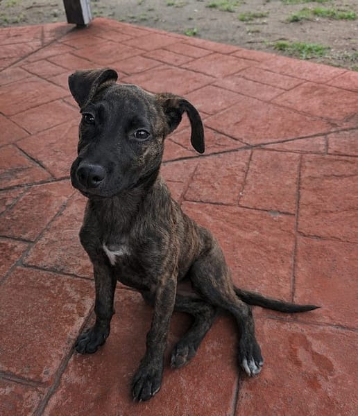 OLLIE, chiot femelle Berger Créole
